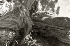 Tree Shadows
