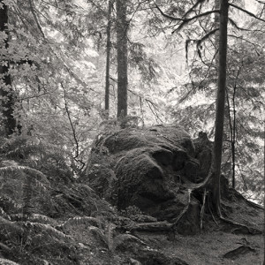 Rainy day in the foothills of the Cascades in Washington close by to the Snolqualmie River. The hike followed the river from above at this juncture where there was a meeting of moss, trees and ferns.